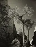 Minor White, Tree and Canyon
