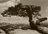 Ansel Adams, Jeffrey Pine on Sentinel Dome