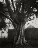 Ansel Adams, Eucalyptus Tree, Fence, Fort Ross