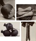 Charles Jones, Selected Studies of Vegetables, circa 1900, Four gold toned gelatin silver prints