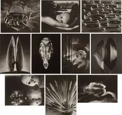 Gift of the Commonplace by Ruth Bernhard, San Francisco: Joseph G. Folberg and Vision Editions, 1994. Ten platinum-palladium prints, sold Apr 2023