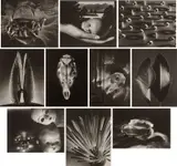 Ruth Bernhard, Gift of the Commonplace
