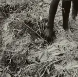 Hand of a Young Daughter, Transplanting Sweet Potatoes, Tenant Farmers, Near Chatham, North Carolina by Dorothea Lange, 1938, Gelatin silver print, printed later, sold Mar 2023