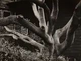 Oak Tree, Euclid Avenue, Berkeley by Dorothea Lange, 1957, Gelatin silver print, flush-mounted, printed 1960's, sold Mar 2023