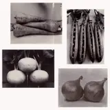 Charles Jones, Selected Studies of Vegetables, circa 1900-1902, Four gold toned printing-out-paper prints