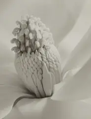 Tower of Jewels by Imogen Cunningham, 1925, Gelatin silver print, printing date unknown, sold Oct 2023