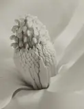 Imogen Cunningham, Tower of Jewels, 1925, Gelatin silver print, printing date unknown