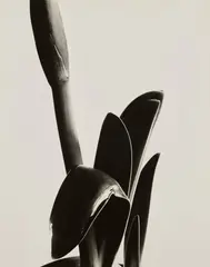 Imogen Cunningham, Amaryllis, 1933, Gelatin silver print
