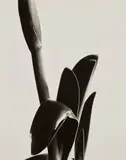 Imogen Cunningham, Amaryllis, 1933, Gelatin silver print