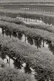 Gardens of the Palais Royal, Paris by Henri Cartier-Bresson, 1959, Gelatin silver print, printed later, sold Oct 2023