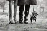 Elliott Erwitt, Dog Legs, New York City