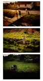 Paul Fusco, Selected Images from RFK Funeral Train, 1968, Three dye destruction prints, printed later