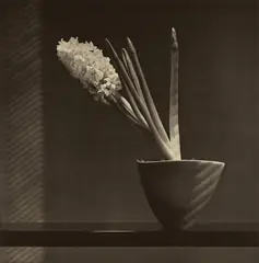 Robert Mapplethorpe, Hyacinth, 1987, Photogravure with silk collé