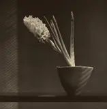 Robert Mapplethorpe, Hyacinth, 1987, Photogravure with silk collé
