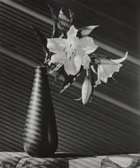 Lily by Robert Mapplethorpe, 1987, Gelatin silver print, printed 1987, sold Oct 2023