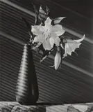 Robert Mapplethorpe, Lily, 1987, Gelatin silver print, printed 1987