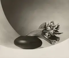 Tulips by Robert Mapplethorpe, 1987, Platinum print, sold Oct 2023