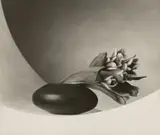 Robert Mapplethorpe, Tulips, 1987, Platinum print