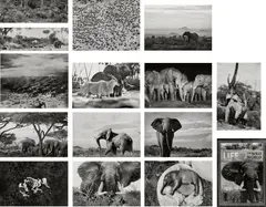 Peter Beard, Ele Portfolio, 1965-1984, New York: Peter Beard Studio, 2008. Fifteen selenium toned gelatin silver prints, printed by Steve Rifkin