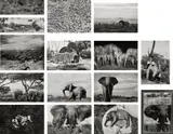 Peter Beard, Ele Portfolio, 1965-1984, New York: Peter Beard Studio, 2008. Fifteen selenium toned gelatin silver prints, printed by Steve Rifkin