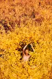 Ryan McGinley, Dogbane (Split)