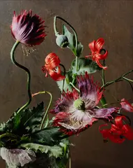 Sharon Core, Untitled (Drama Queen), 2014, Archival pigment print