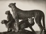 Cheetah & Cubs, Maasai Mara by Nick Brandt, 2003, Archival pigment print, offered Oct 2023