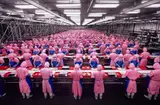 Edward Burtynsky, Manufacturing #17, Deda Chicken Processing Plant, Dehui City, Jilin, Province, China, 2005, Chromogenic print