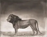 Nick Brandt, Portrait of Lion Standing in Wind, Maasai Mara, 2006, Archival pigment print