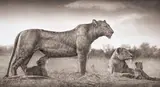 Nick Brandt, Lioness with Feeding Cubs, Maasai Mara, 2007, Archival pigment print