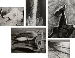 Selected Nature Studies by Minor White, 1945-1967, Five gelatin silver prints, sold Jan 2023