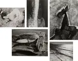 Minor White, Selected Nature Studies