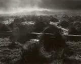 Minor White, Grasses and Mist (Swamp, Mendocino, CA)