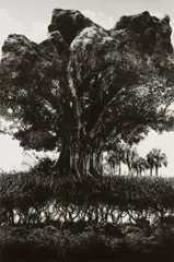 Jerry Uelsmann, Rock-Tree, 1969, Gelatin silver print