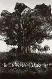Rock-Tree by Jerry Uelsmann, 1969, Gelatin silver print, sold Jan 2023