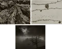 Three Nature Studies by Wynn Bullock, 1956-1960, Three gelatin silver prints, sold Oct 2023
