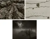 Wynn Bullock, Three Nature Studies