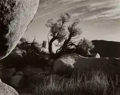 Yucca Valley, California by Brett Weston, 1953, Gelatin silver print, sold Oct 2023