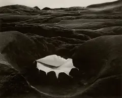 Edward Weston, Shell and Rock - Arrangement, 1931, Gelatin silver print, probably printed in the 1940s