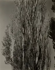 Alfred Stieglitz, Poplars, Lake George, 1932, Gelatin silver print, flush-mounted, mounted again and in the original metal frame designed by George Of