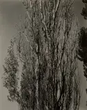 Alfred Stieglitz, Poplars, Lake George