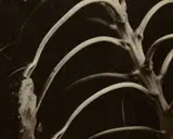 Edward Steichen, Backbone and Ribs of a Sunflower