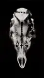 Ruth Bernhard, Skull and Rosary