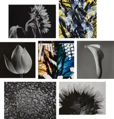 Yasuhiro Ishimoto, Five Selected Floral Studies, 1973-1990s, Five gelatin silver prints; one dye-destruction print; one chromogenic print