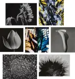 Yasuhiro Ishimoto, Five Selected Floral Studies, 1973-1990s, Five gelatin silver prints; one dye-destruction print; one chromogenic print