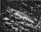 Trout, After Courbet from the series Pictures of Soil by Vik Muniz, 1997, gelatin silver print, sold Mar 2023