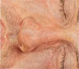 Ellen Altfest, Side Face, 2011, watercolor on paper