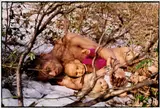 Zhang Huan, SUNSHINE II