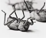Christopher Williams, Tenebrionidae, Asbolus verrucosus, Death Feigning Beetle Silver Lake, California
