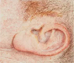Ellen Altfest, Ear, 2011, watercolor on paper